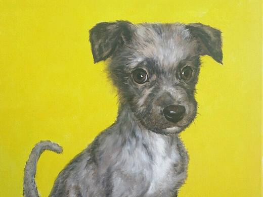 宠物画家刘诗洋――我们家的小臭蛋