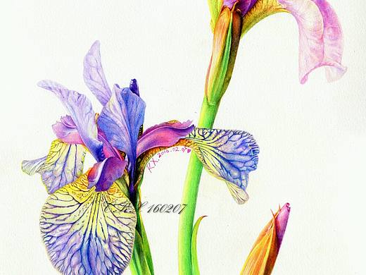 【彩铅花卉】鸢尾花