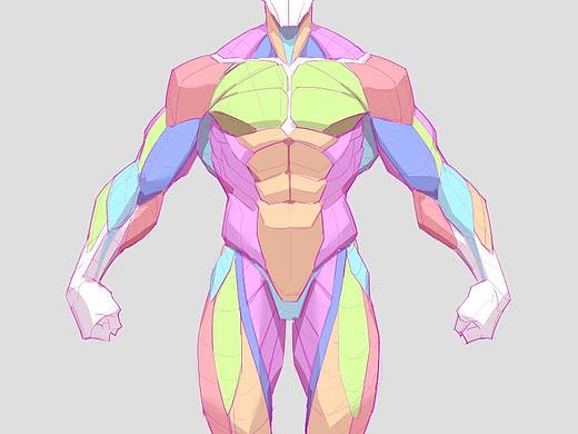 男性正面和背面肌肉结构解析～
