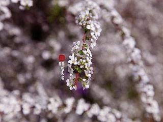 樱花摄影