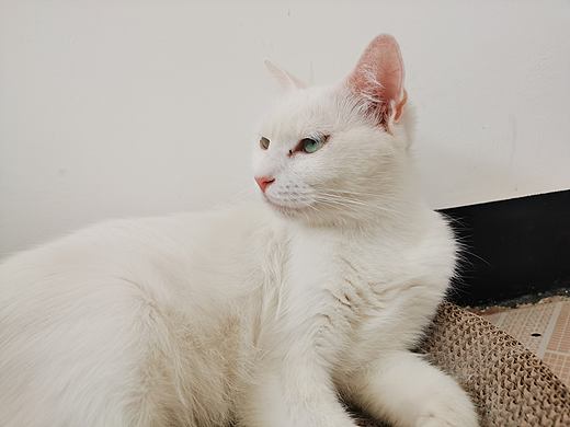 白大姐的传奇故事