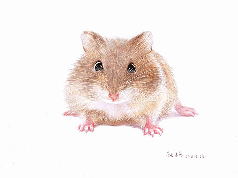 彩铅画仓鼠，基础班示范（个人主页-ZMjc5NzQ4Mjg=） - 绘画 - 站酷设计师art_小冬原创素材 - 站酷ZCOOL