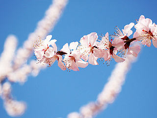 春*花