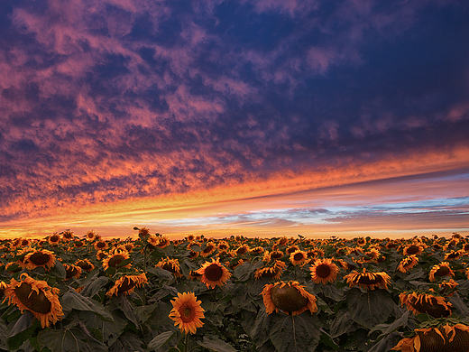 风光组-花殇-3群-王2毛
