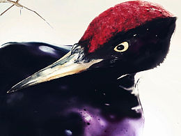 花奴百鸟图绘No.52黑啄木鸟