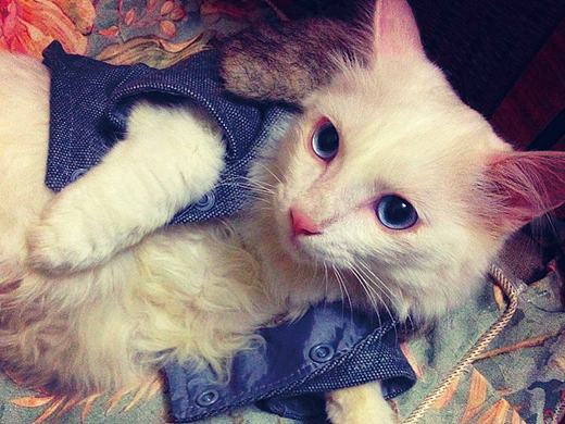 【正经猫片】我从你的全世界路过