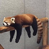 我爱小熊猫的头像
