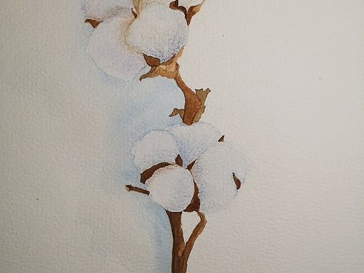 一朵棉花