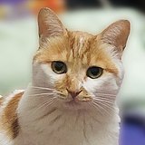 圆小六的头像