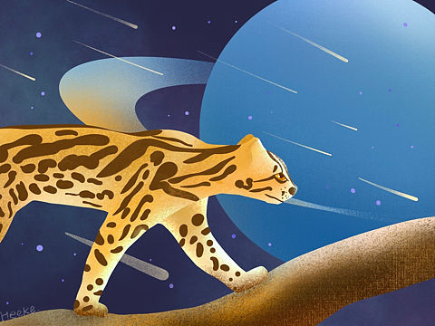 D1练习 | 虎猫＊星球