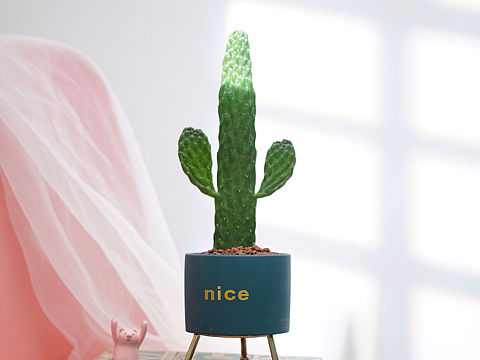 绿植拍摄案例