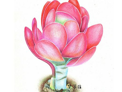 【彩铅多肉】