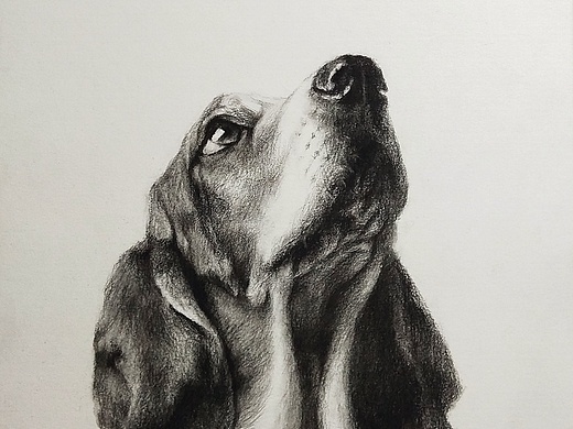 素描狗_素材网站_图片免费下载-zcool站酷