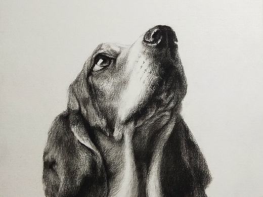 素描动物（狗）（个人主页-ZNDcxMTU1ODg=） - 绘画 - 站酷设计师井立原创素材 - 站酷ZCOOL