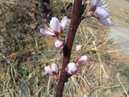 人面不知何处去，桃花依旧笑春风。