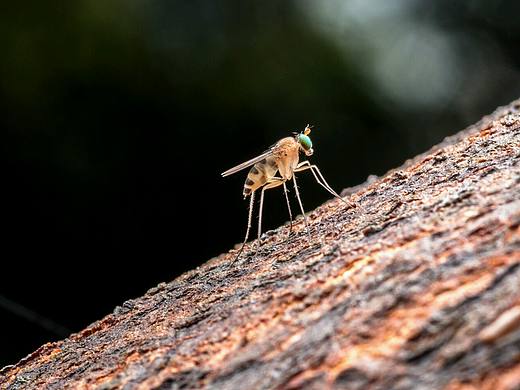 大雨過后，樹林拍幾張（個人主頁-ZMTY5ODc1NzY=） - 風(fēng)光攝影 - 站酷設(shè)計(jì)師廣東粵神原創(chuàng)素材 - 站酷ZCOOL