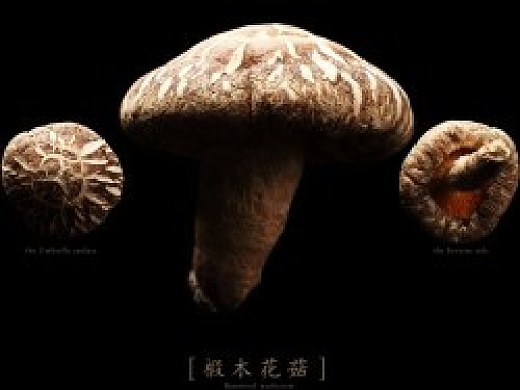 蘑菇星球-蘑菇干品摄影