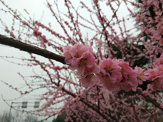 龙门大道上的花（无PS）