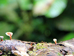 云，最南[望天樹]（個(gè)人主頁(yè)-ZMTY5OTk1Mg==） - 風(fēng)光攝影 - 站酷設(shè)計(jì)師secwind原創(chuàng)素材 - 站酷ZCOOL