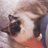 尾巴上长了个猫的头像