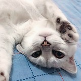 大哥吃榴莲吧的头像