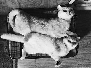 我家幺妹儿~（个人主页-ZNzQ0NjMzNg==） - 宠物摄影 - 站酷设计师陶子momo原创素材 - 站酷ZCOOL