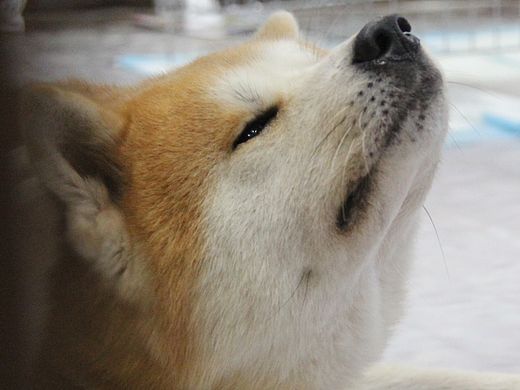 治愈系萌宠