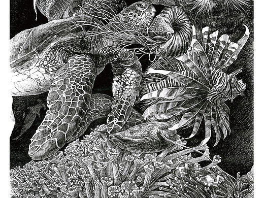 非洲的伪装之海