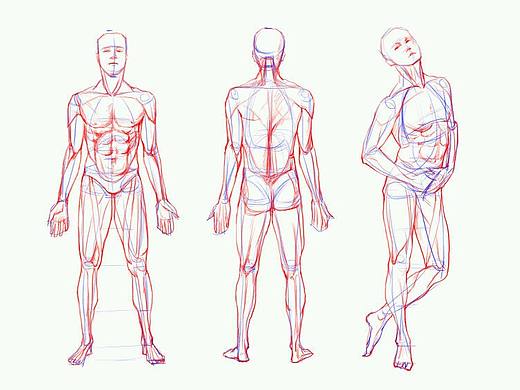 人体结构