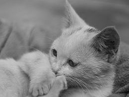 来自乡下的文艺——猫姐(>^ω^<)！！