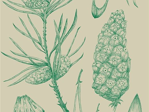 植物插画