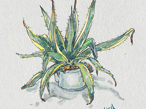 夏天的阳台（个人主页-ZNDYwMTE2NzY=） - 创作习作 - 站酷设计师kika卡原创素材 - 站酷ZCOOL