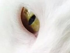 你知道你自己已经大过狗了吗！