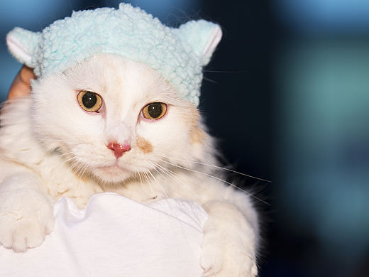 戴帽子的寵物貓（個人主頁-ZMjgzMzQzMjQ=） - 寵物攝影 - 站酷設(shè)計師steven690原創(chuàng)素材 - 站酷ZCOOL