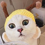 波本设计的头像