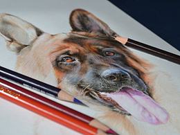 <ROSTY VON DOSSEL>GERMANSHEPHERD DOG HEAD SHOT