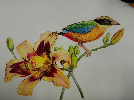 彩铅花鸟