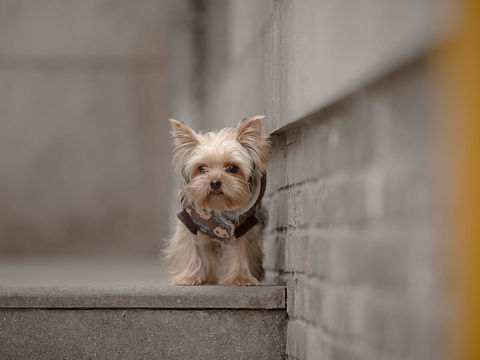 那些狗儿（个人主页-ZMTU0MTYzODA=） - 宠物摄影 - 站酷设计师挂糖原创素材 - 站酷ZCOOL