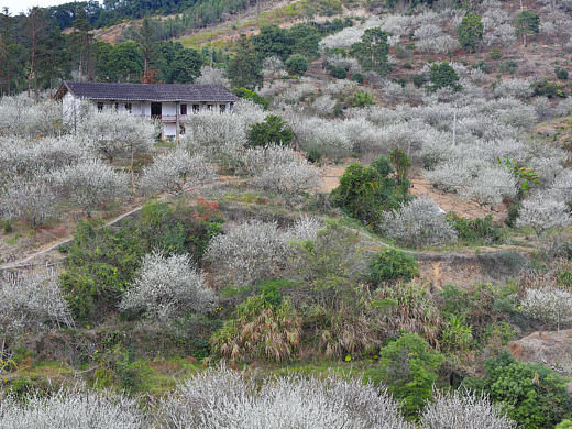 永泰文埕湾赏梅