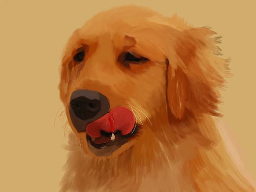 金毛手绘（个人主页-ZMTcyNTkxNjg=） - 创作习作 - 站酷设计师KNIGHT_TANG原创素材 - 站酷ZCOOL