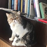 云朵吃掉的棉花糖的头像