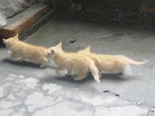 三只小猫和它们的妈妈
