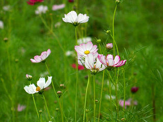 秋季国际慢城乡野风情