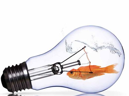 灯泡鱼
