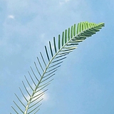 Skyxixi的头像