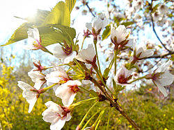 玉渊潭---樱·桃斗艳（个人主页-ZMjExMzg1Ng==） - 风光摄影 - 站酷设计师逗大點哇原创素材 - 站酷ZCOOL
