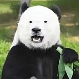 _熊猫大侠的头像
