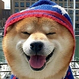 维维LU的头像