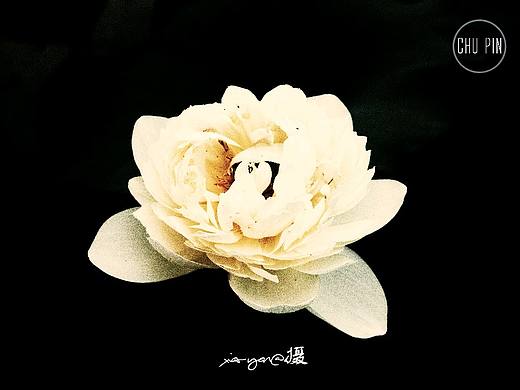 荷叶（个人主页-ZMjMxNzI2MjQ=） - 风光摄影 - 站酷设计师yan0528原创素材 - 站酷ZCOOL