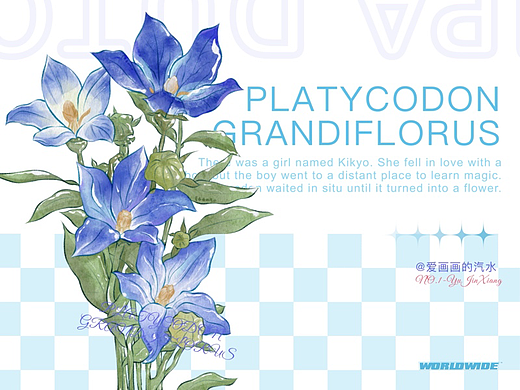 DAY6 : 水彩花卉-桔梗花（个人主页-ZNjE1NDAyNzI=） - 创作习作 - 站酷设计师爱画画的汽水_原创素材 - 站酷ZCOOL